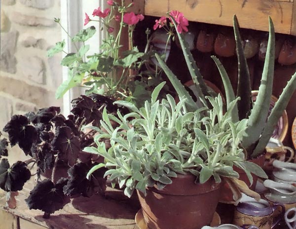 
Growing plants indoors adds a welcome color to your house in the winter. From left to right: begonias, geraniums, lamb's ear, and aloe vera.
